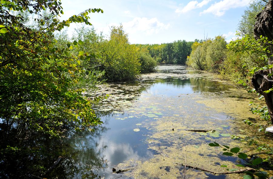 Premiumwanden M+H Verlag Saarbrücken Hördt Die pfälzische Everglades