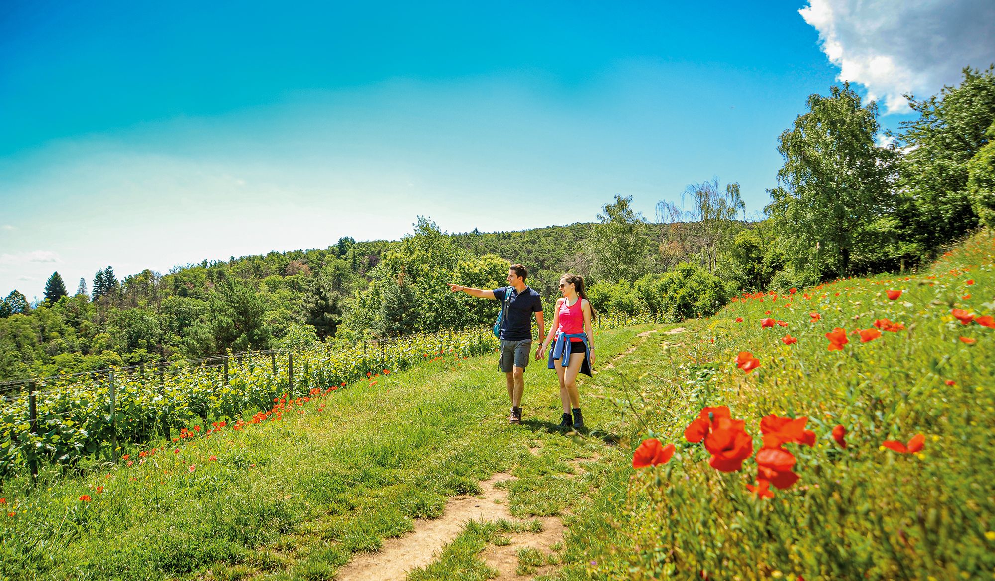 Premimwandern  DIE PFALZ: Das Wohlfühlplätzchen 